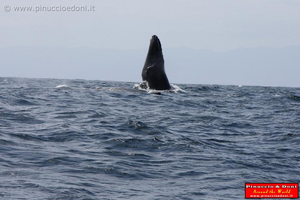 ECUADOR - Whale watching in Puerto Lopez - 04.jpg